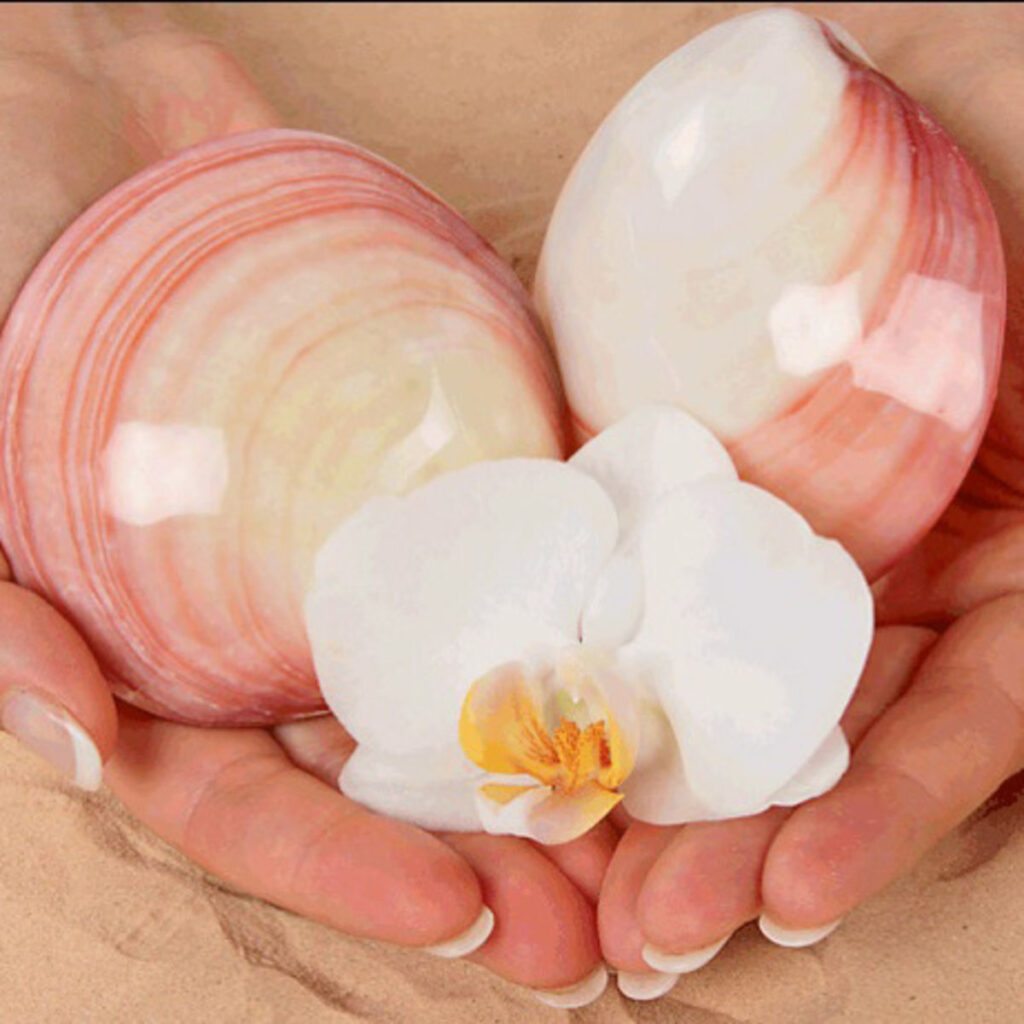 Coquillages et orchidée tenus dans les mains